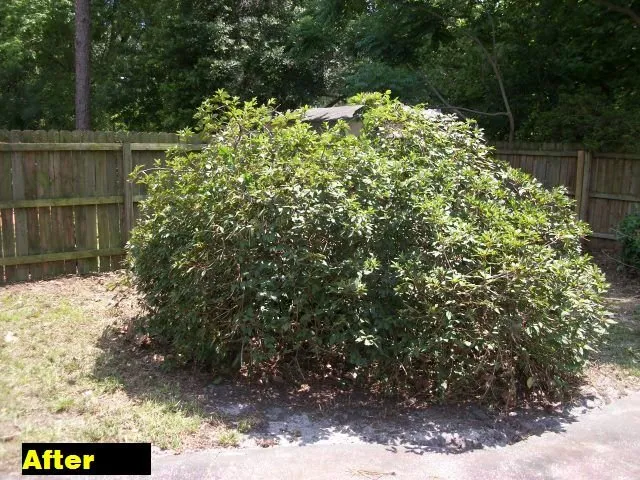 Custom yard maintenance in Micanopy, FL by Lawnscape of CF