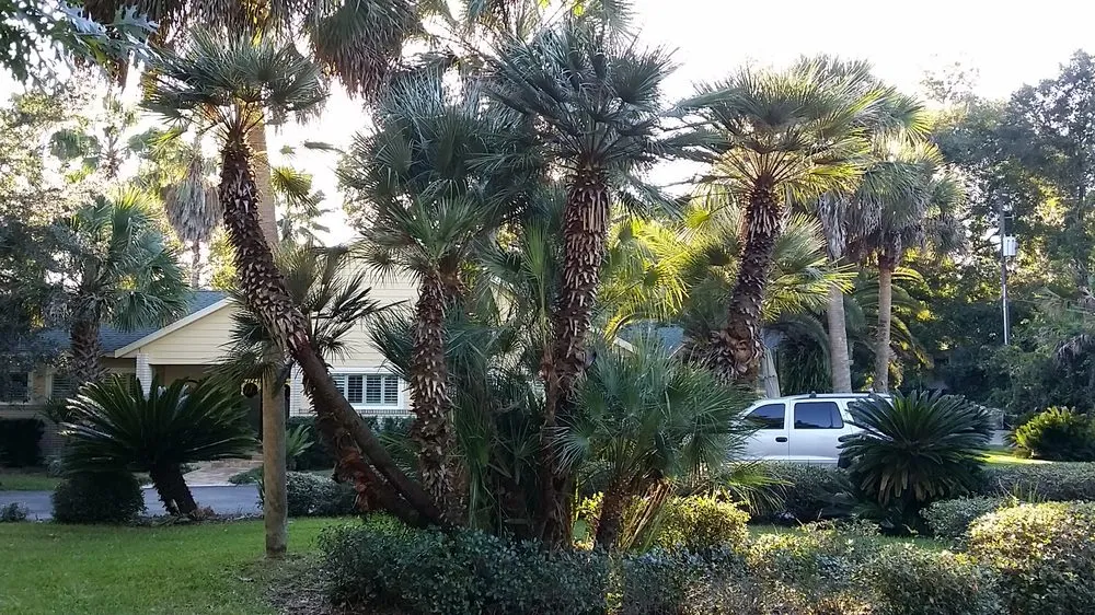 Local yard maintenance in Micanopy, FL - Lawnscape of CF