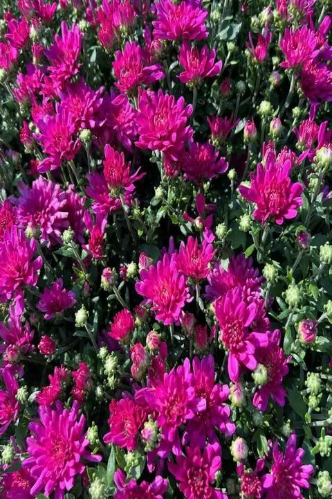 Trusted lawn mowing service in Eureka, IL - Lawnscapes Eureka