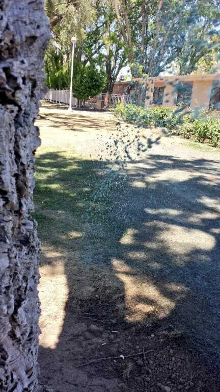 Expert landscaping services in Visalia, CA by Lawnscapes Hydroseeding