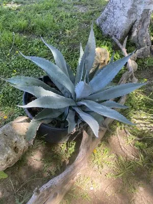 Lawnscaping For Life