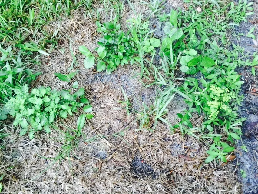 Custom landscape design in Naples, FL by Lawnsense