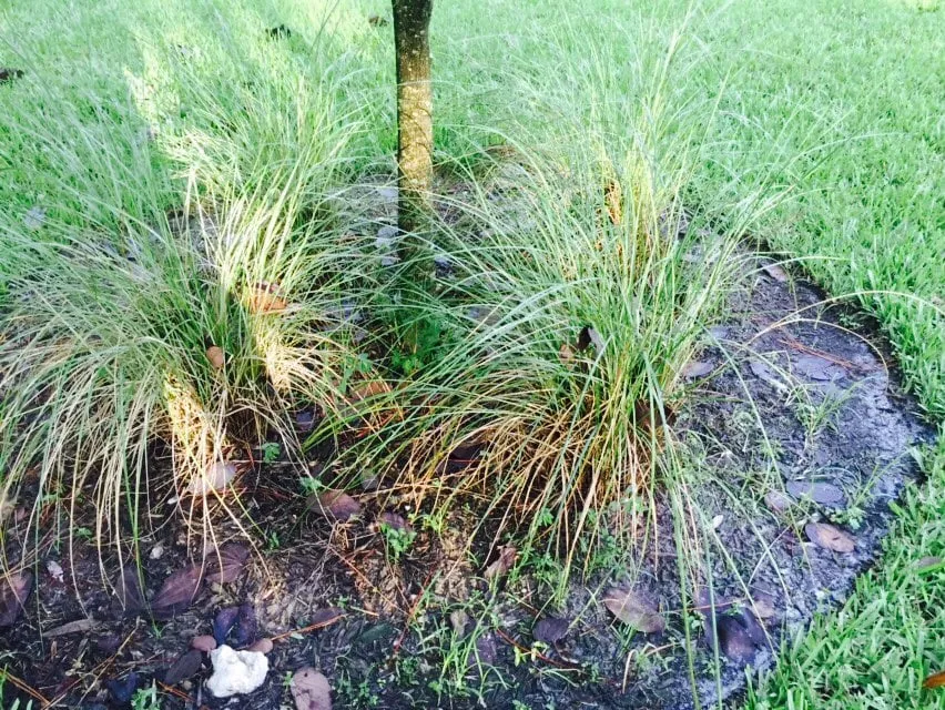 Reliable lawn care service in Naples, FL by Lawnsense