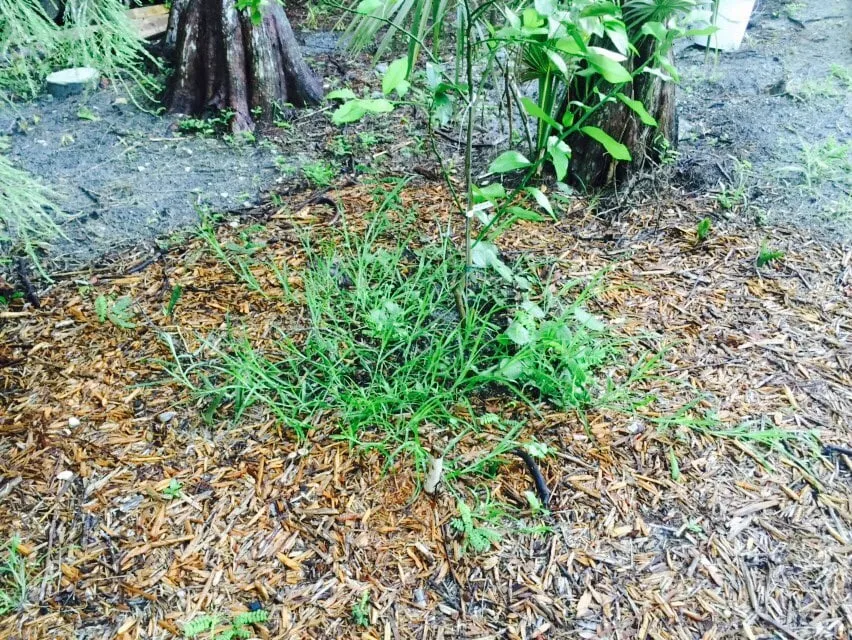 Expert yard maintenance in Naples, FL by Lawnsense