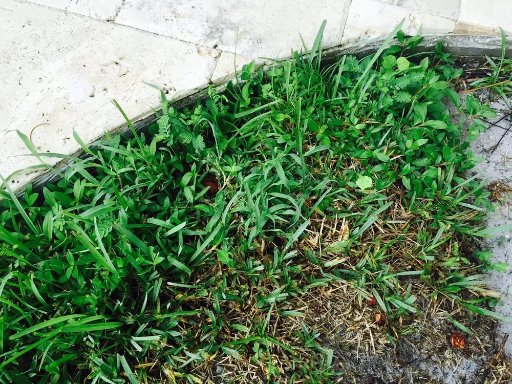 Local residential landscaping for residential properties across Naples, FL - Lawnsense