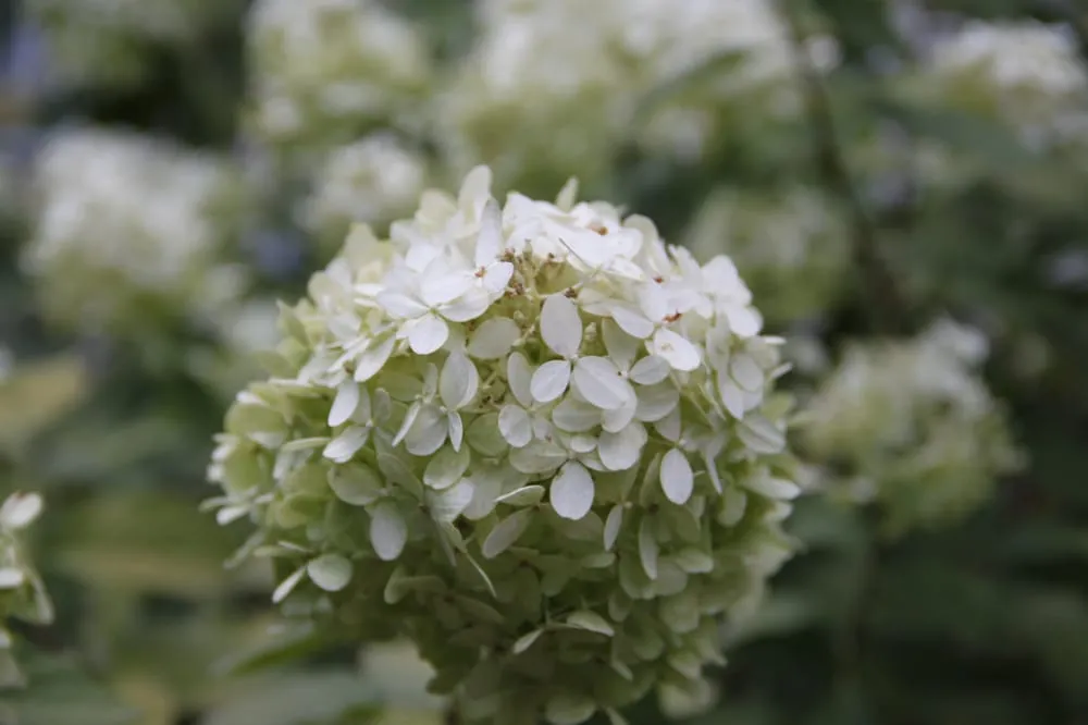 Top-rated lawn care service for year-round maintenance in Atlanta, GA by LawnService.com