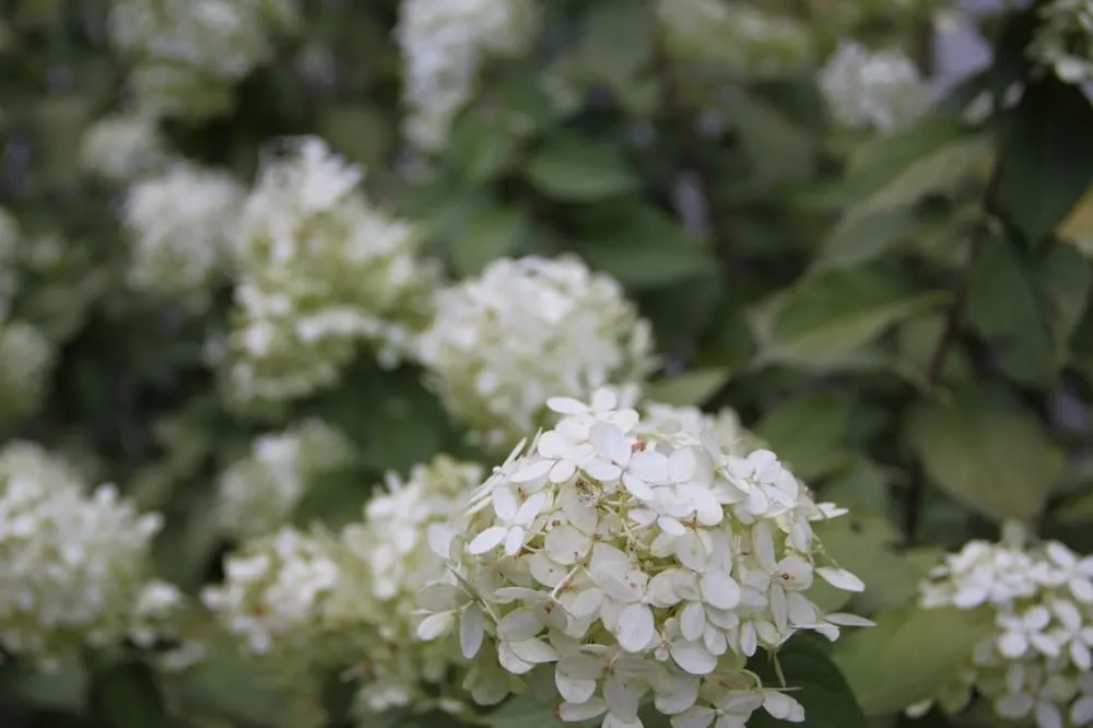 Trusted landscape design in Atlanta, GA - LawnService.com