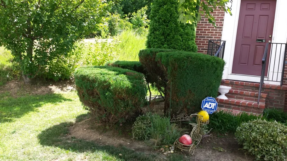 Top-rated yard cleanup service in Annandale, VA by Lawnsy