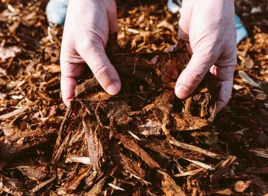 Local outdoor landscaping for year-round maintenance across Savannah, GA - Lawnteacher