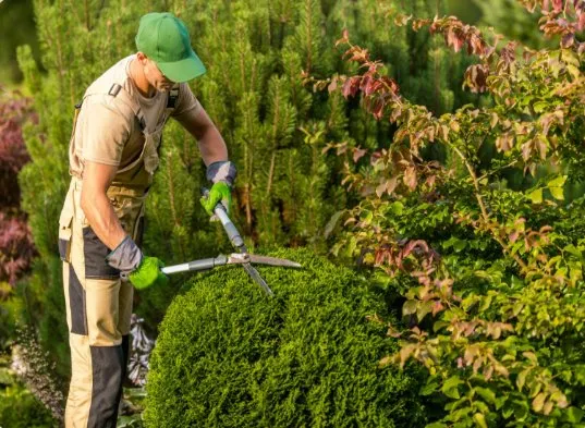 Top-rated landscaping services in Savannah, GA - Lawnteacher
