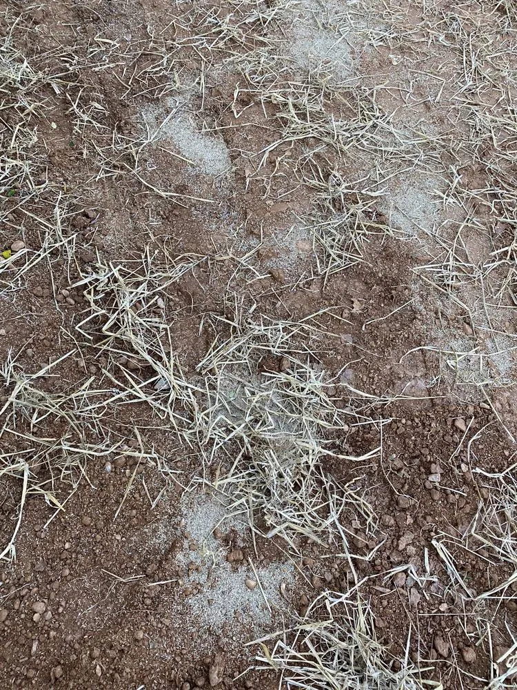 Custom yard cleanup service in Cumming, GA - LawnTech Landscaping