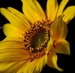 Trusted yard maintenance in Mechanicsburg, PA - Lawnworks & More