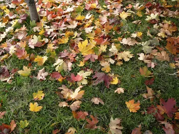 Custom landscape design experts serving Blaine, MN - Lawnworks