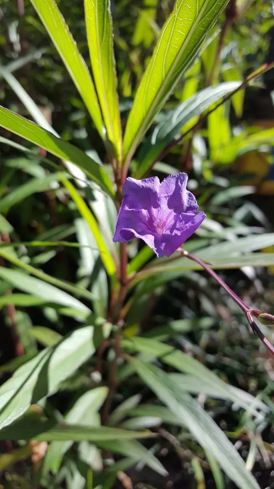 Top-rated lawn care service near you across Lugoff, SC - Lawnworks Lawn & Landscaping