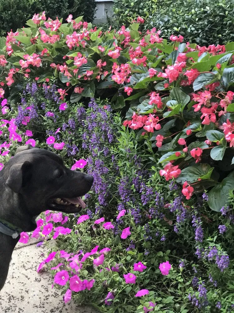 Professional yard cleanup service experts serving Macon, GA - LawnWorks