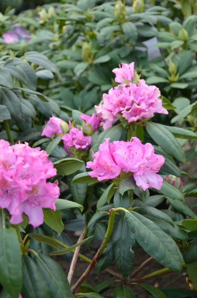 Professional landscape installation for beautiful yards across Rochester, PA - Lawnworks