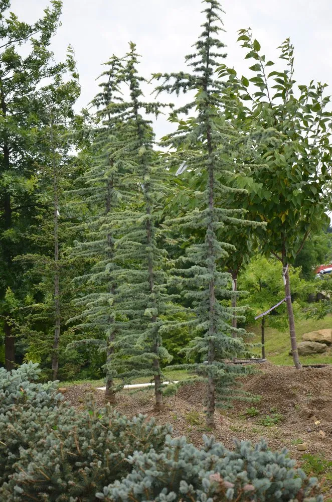 Affordable lawn care service in Rochester, PA by Lawnworks