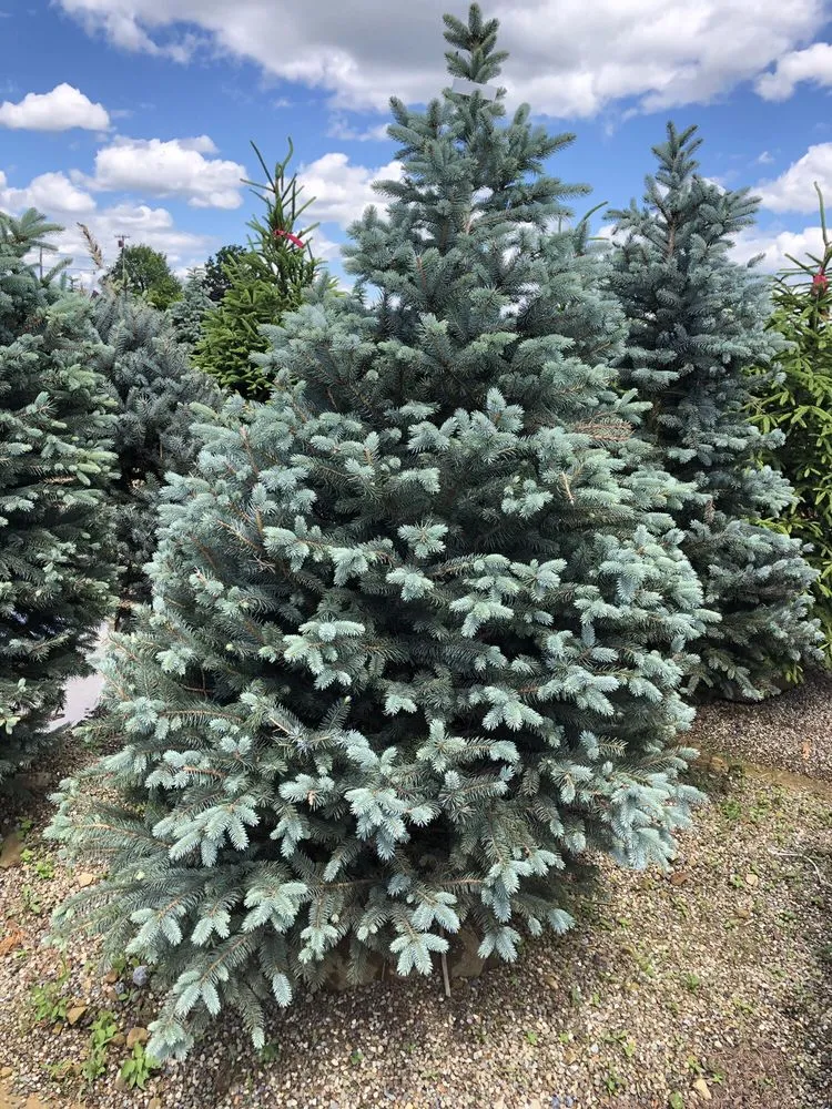 Custom lawn care service for beautiful yards in Rochester, PA by Lawnworks