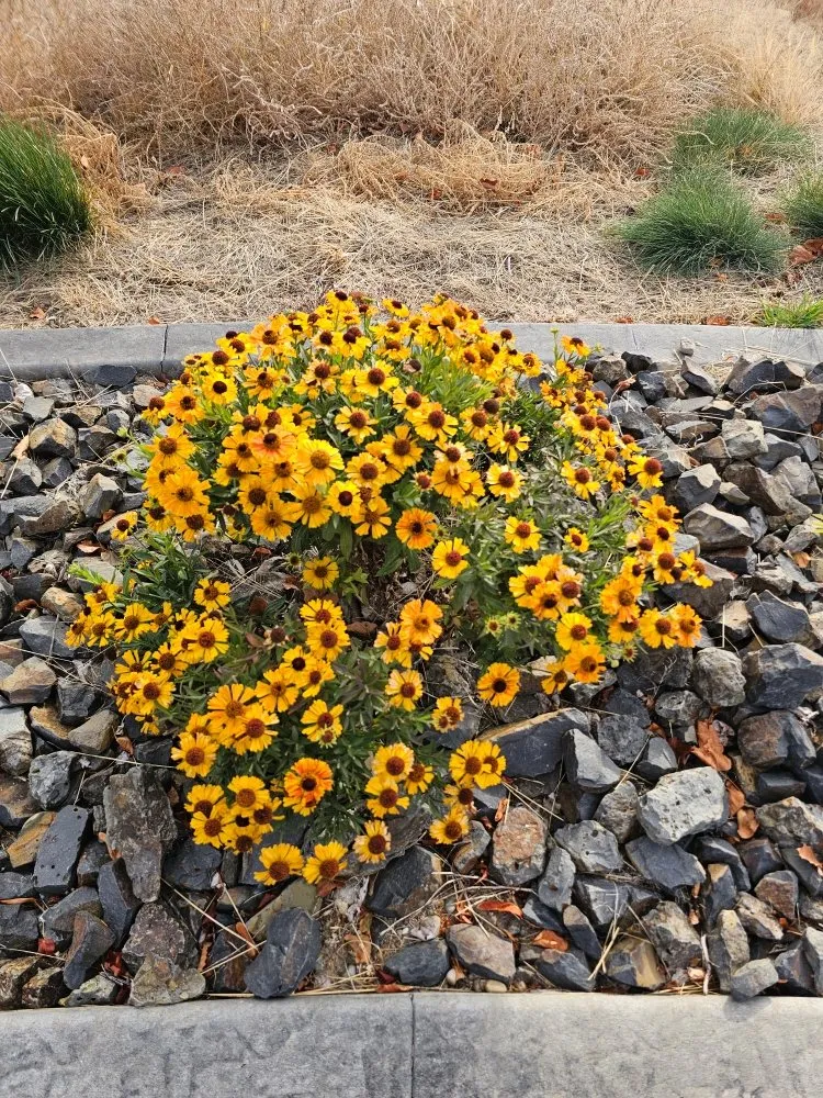 Top-rated yard maintenance for homes in Spokane, WA by Lawrence Landscape and Sprinklers