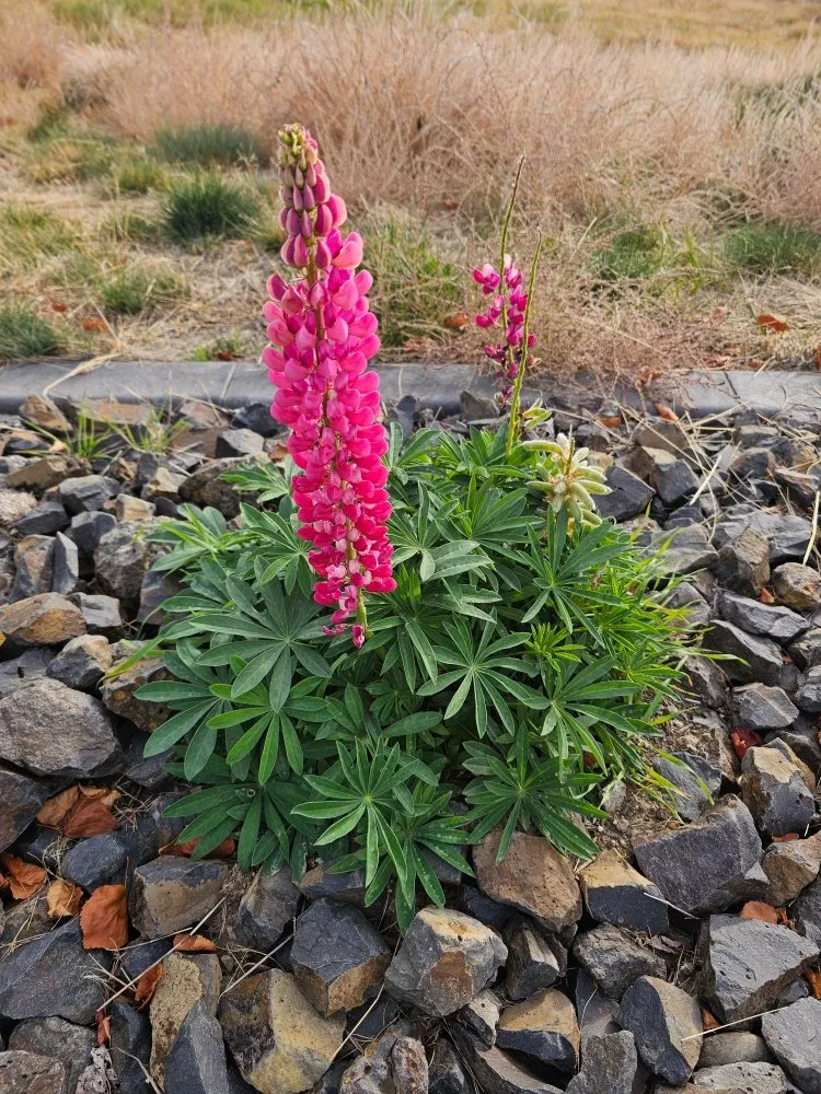 Affordable garden landscaping in Spokane, WA - Lawrence Landscape and Sprinklers