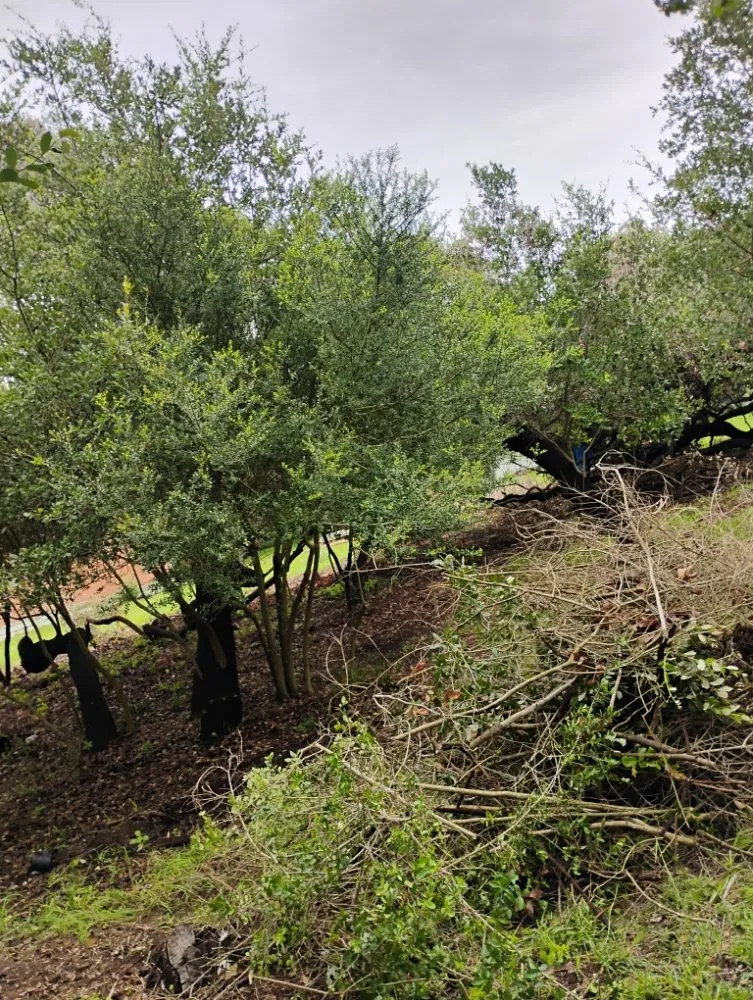 Expert landscape installation experts serving Rockport, TX - Lawrence Landscaping Lawn Service & More