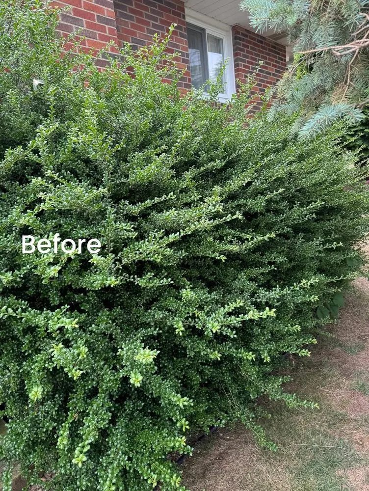 Trusted landscape design for residential properties across Donora, PA - Laws Tree and Lawn Care Services