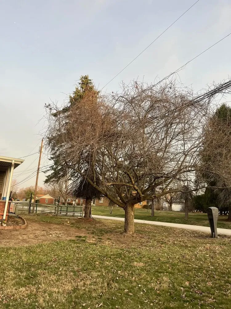 Local residential landscaping for outdoor upgrades in Donora, PA by Laws Tree and Lawn Care Services