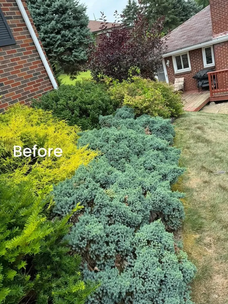 Custom yard maintenance in Donora, PA - Laws Tree and Lawn Care Services