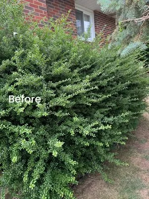 Laws Tree and Lawn Care Services