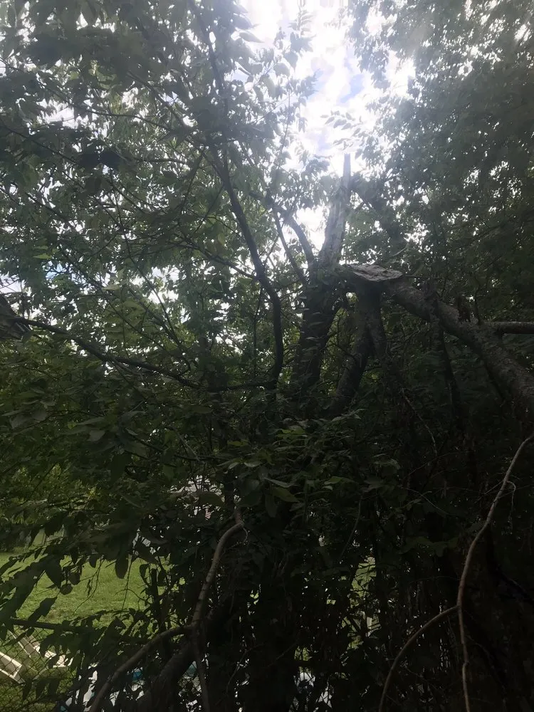 Expert yard cleanup service for homes across Buckholts, TX - Lawson's Tree Service & Landscaping