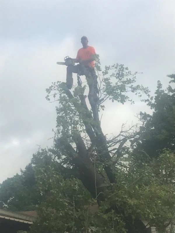 Trusted yard cleanup service for beautiful yards in Buckholts, TX by Lawson's Tree Service & Landscaping