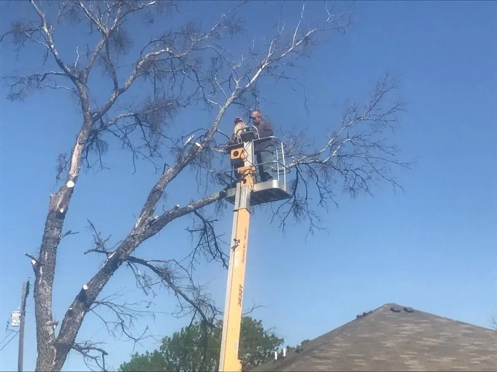 Professional lawn care service in Buckholts, TX - Lawson's Tree Service & Landscaping