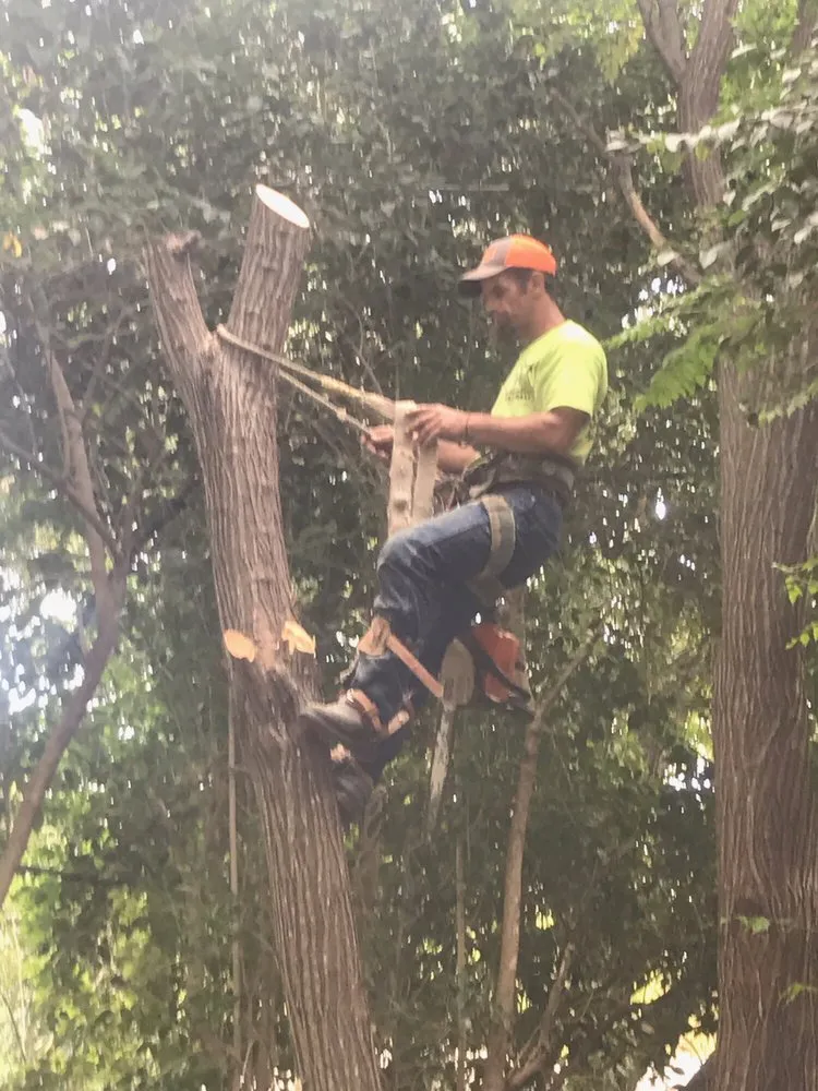 Professional yard maintenance for outdoor upgrades in Buckholts, TX by Lawson's Tree Service & Landscaping