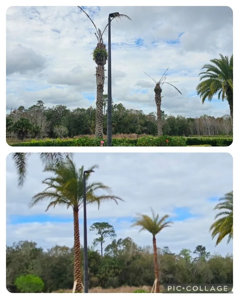 Expert lawn care service for homes in Winter Park, FL by Lay It Down Clearing