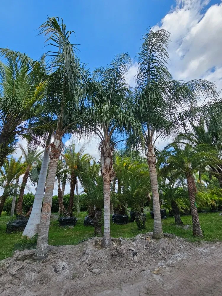 Reliable yard cleanup service near you across Winter Park, FL - Lay It Down Clearing