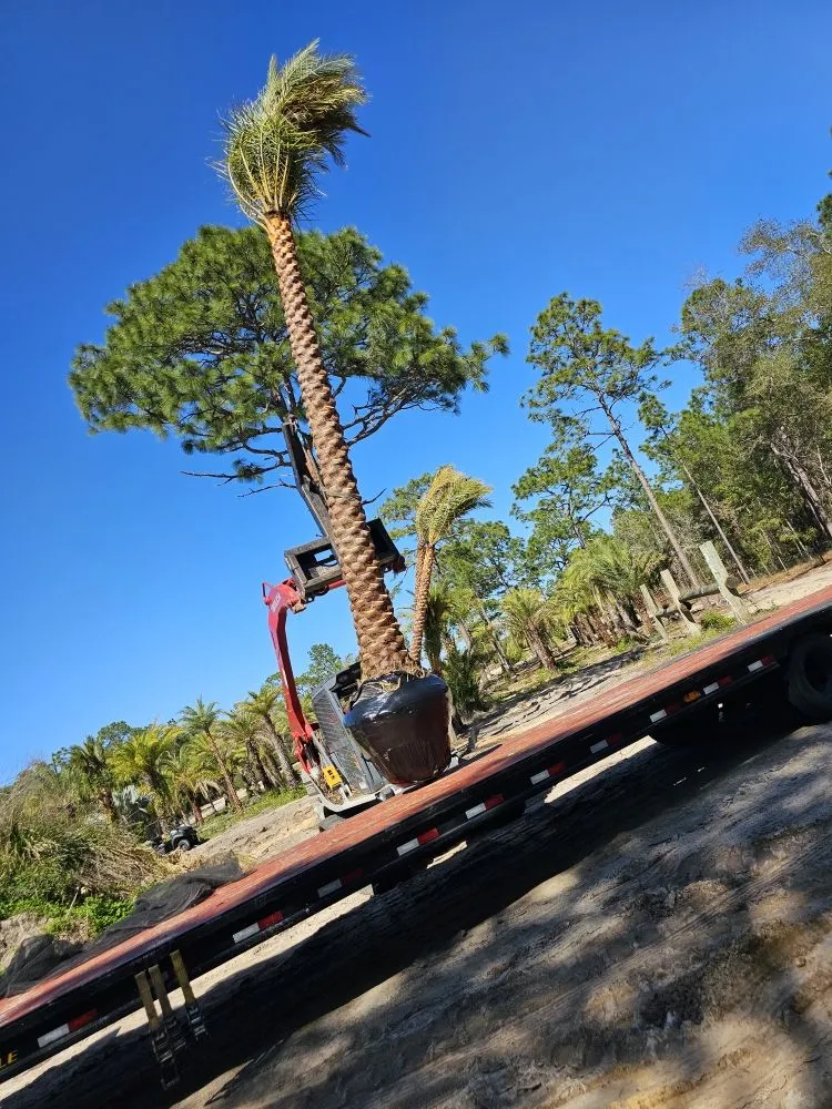 Professional yard cleanup service in Winter Park, FL - Lay It Down Clearing