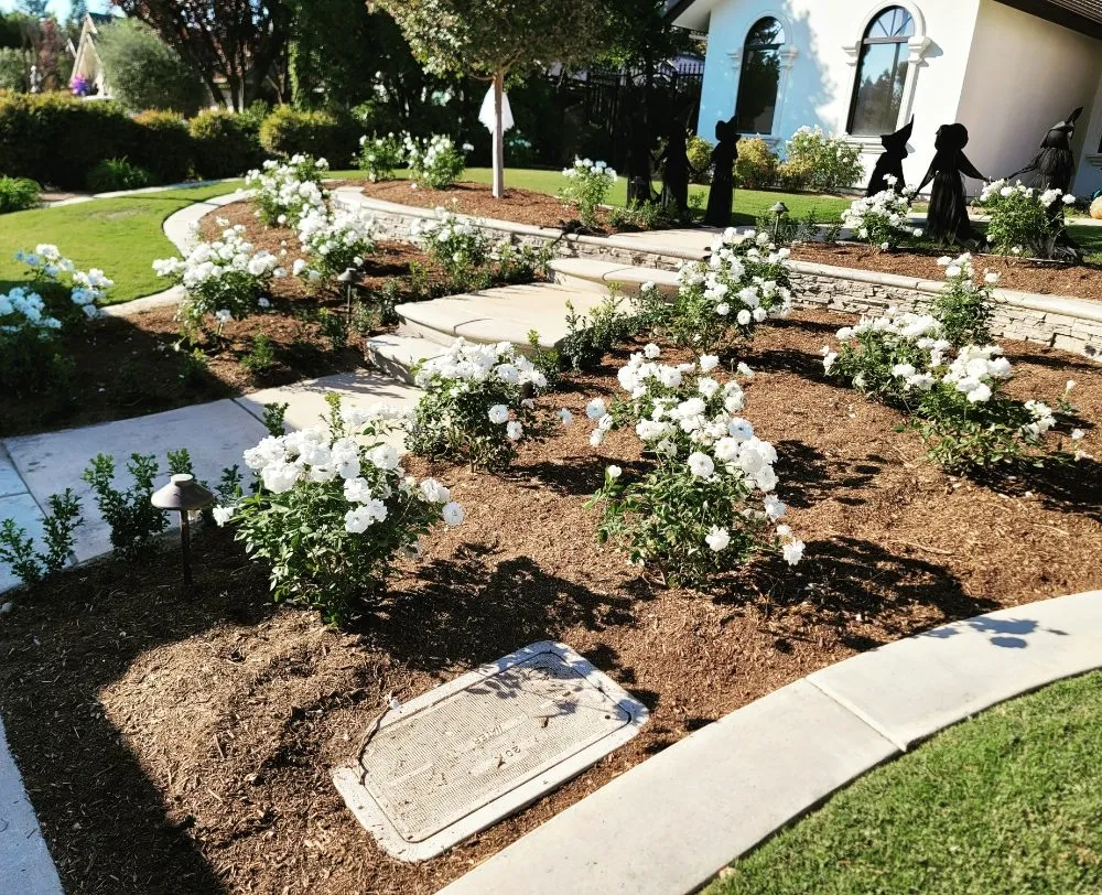 Expert yard cleanup service for beautiful yards in Fresno, CA by Lazcano Property Maintenance