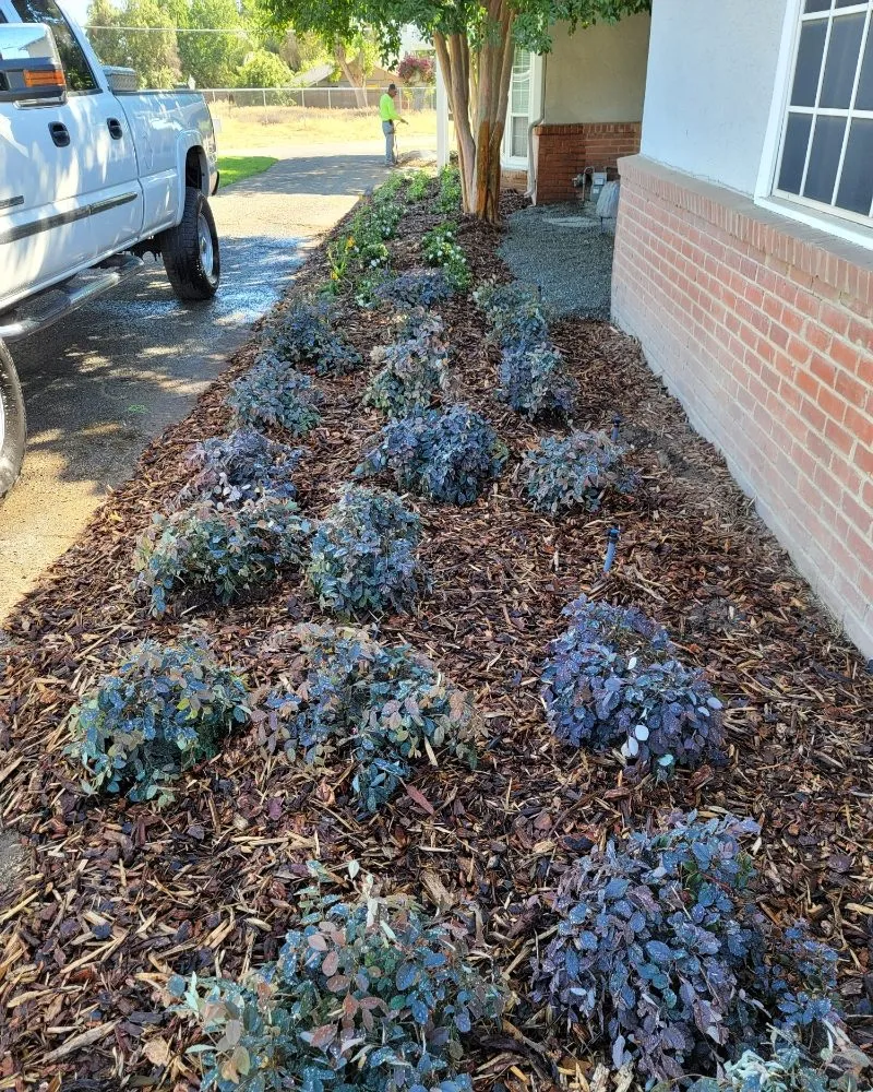 Local yard cleanup service in Fresno, CA by Lazcano Property Maintenance