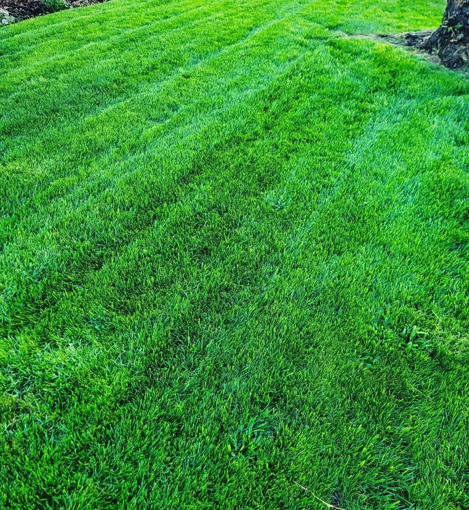 Expert landscape installation in Fresno, CA - Lazcano Property Maintenance