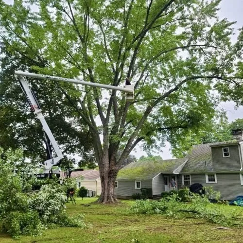 Professional lawn care service in Newington, CT by Lazer Scapes