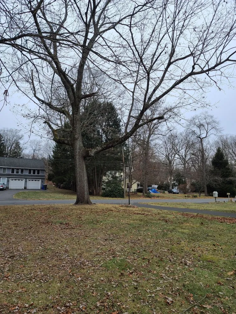 Trusted yard cleanup service in Newington, CT by Lazer Scapes