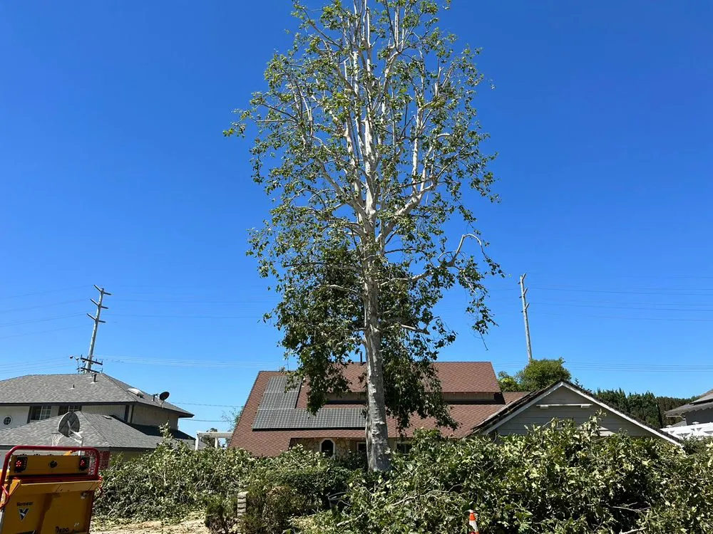 Reliable yard cleanup service in El Cajon, CA - Lazio Tree Services