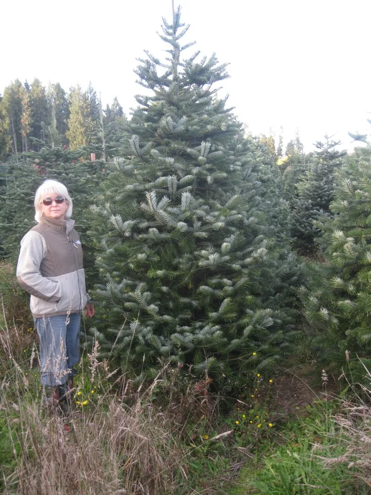 Expert yard maintenance in Port Angeles, WA - Lazy J Tree Farm