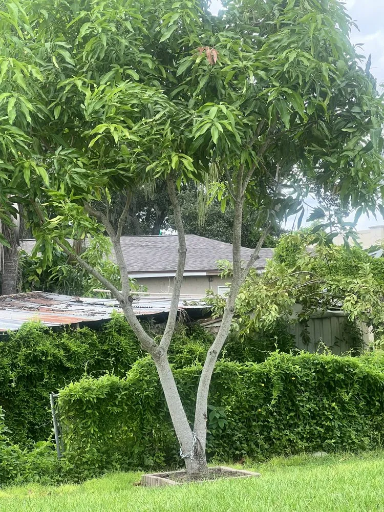 Affordable landscaping services for homes across Orlando, FL - LB Landscaping Services