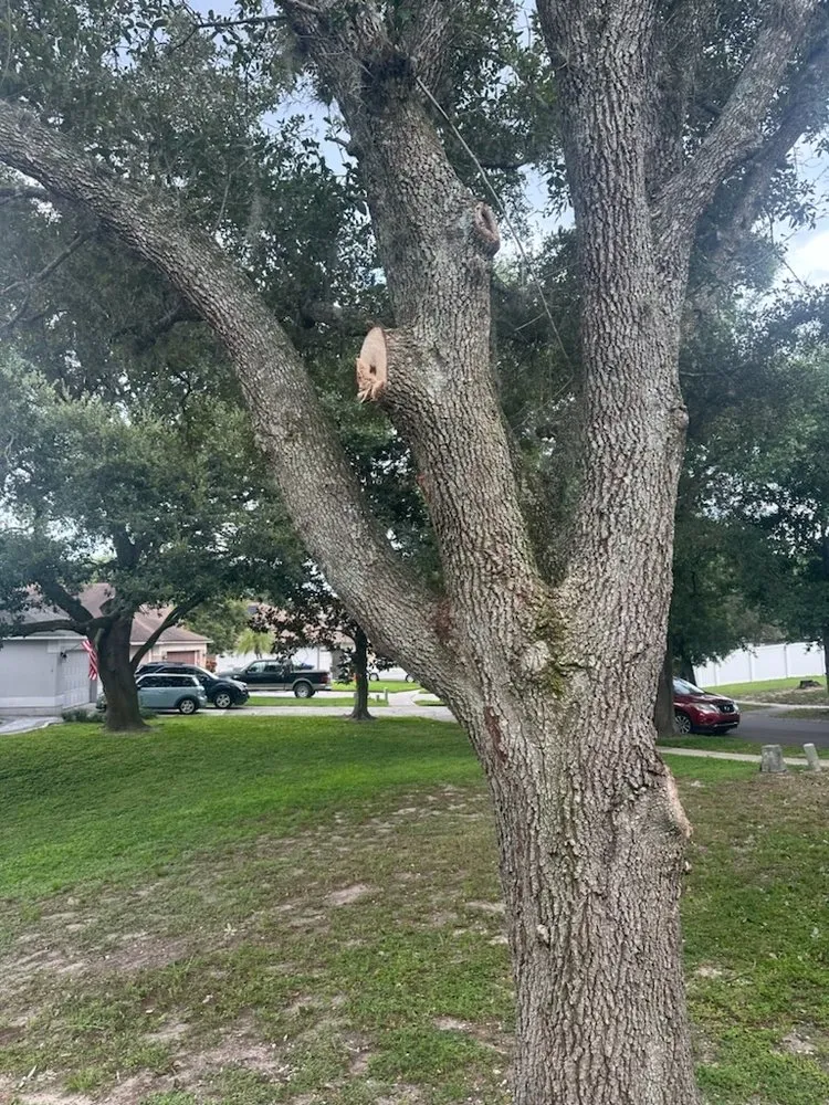 Affordable landscape installation in Orlando, FL - LB Landscaping Services