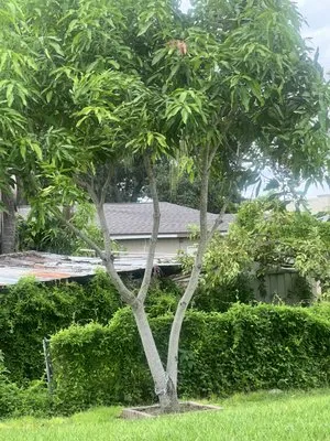 LB Landscaping Services Logo