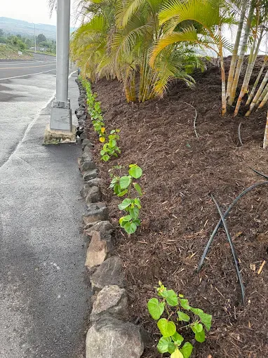 Affordable landscape installation experts serving Kailua-Kona, HI - LB Landscaping Solutions