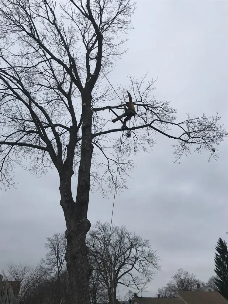 Top-rated landscape installation in Manchester, CT by L&B Tree Service