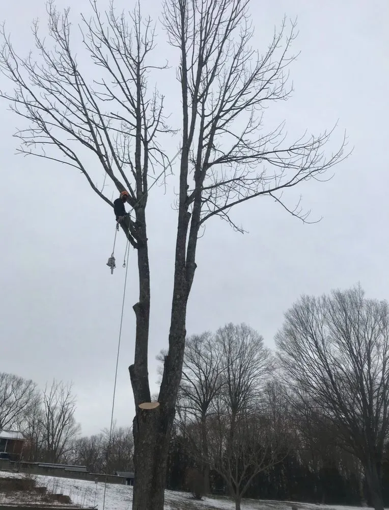 Reliable yard cleanup service for residential properties across Manchester, CT - L&B Tree Service