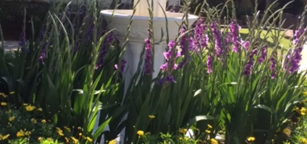 Top-rated yard cleanup service for beautiful yards in Fairhope, AL by LBC Landscape